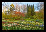 Keukenhof Hollandia 119